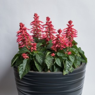 Сальвия Хотблум Роуз [1000 шт] - ООО «Семена Тут»