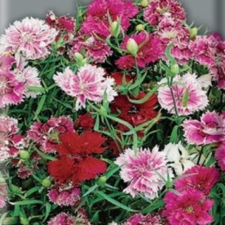 Гвоздика китайская Империалис - ООО «Семена Тут»