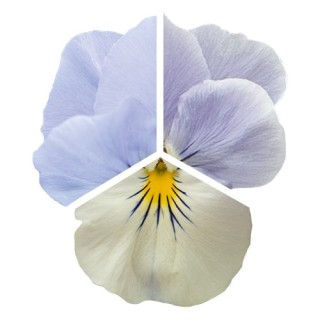 img-0: Виола ампельная Хайфлайер F1 Блю Хевен [500 шт] - ООО «Семена Тут»