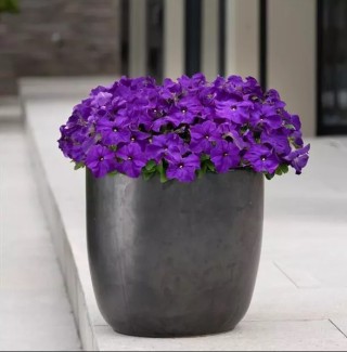 img-1: Петуния грандифлора Из Ридер Тру Блю [1000 драже] - ООО «Семена Тут»