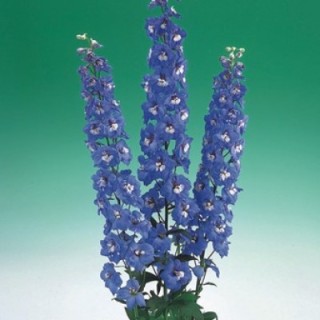 Дельфиниум высокий Аврора Блю [1000 шт] - ООО «Семена Тут»