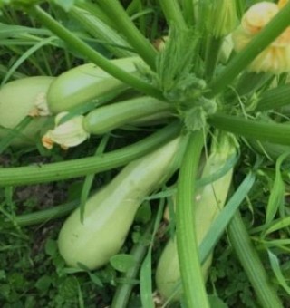 Кабачок Итальянский светло-зеленый - ООО «Семена Тут»