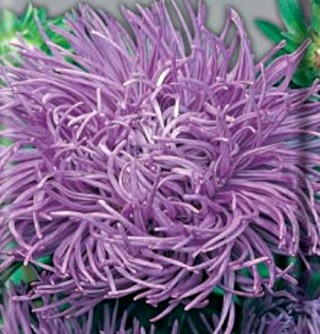 Астра коготковая Картейзер - ООО «Семена Тут»