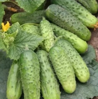 img-0: Огурец Каскад - ООО «Семена Тут»