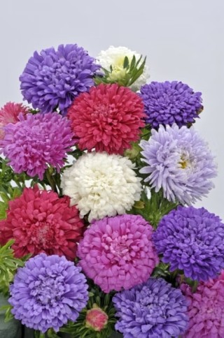 img-2: Астра Классик Микс [3 гр] - ООО «Семена Тут»