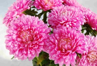 img-2: Астра Классик Роуз [3 гр] - ООО «Семена Тут»