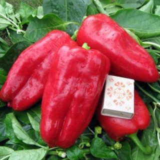 Перец Атлант - ООО «Семена Тут»