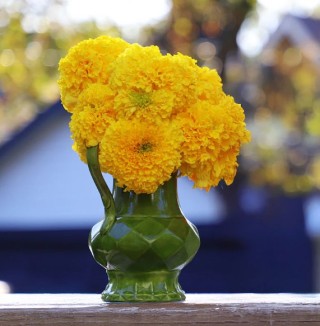 img-1: Бархатцы Коко Еллоу [1000 шт] - ООО «Семена Тут»