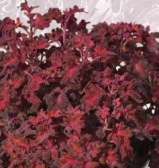 img-0: Колеус Колоча Ред [1000 шт] - ООО «Семена Тут»