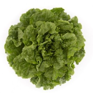 Салат Конвершн - ООО «Семена Тут»