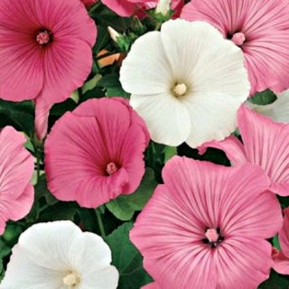 Лаватера Красотка - ООО «Семена Тут»