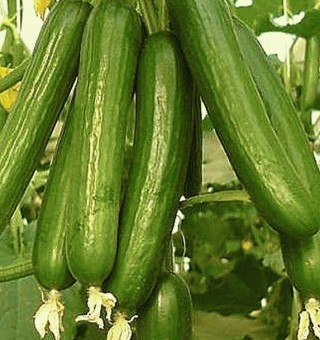 Огурец Лахиб F1 - ООО «Семена Тут»