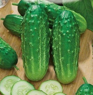 img-0: Огурец Далила F1 - ООО «Семена Тут»
