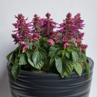 Сальвия Хотблум Лилак Хало [1000 шт] - ООО «Семена Тут»