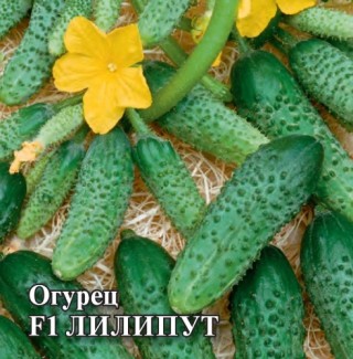 img-1: Огурец Лилипут F1 - ООО «Семена Тут»