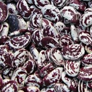 img-0: Фасоль Лимская - ООО «Семена Тут»