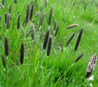 img-1: Лисохвост Тростниковый [5 гр] - ООО «Семена Тут»