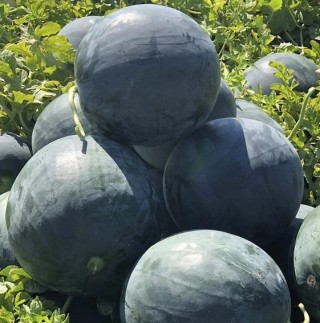 img-0: Арбуз Лориан F1 - ООО «Семена Тут»