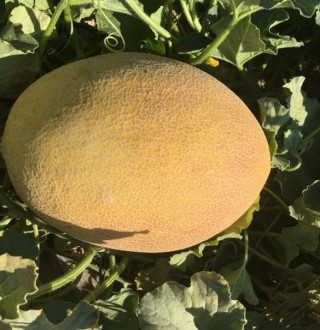 img-1: Дыня Лукстар F1 - ООО «Семена Тут»