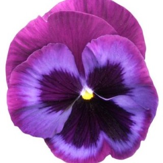 Виола рогатая Грандиссимо Блю Джинс [1000 шт] - ООО «Семена Тут»