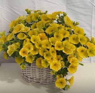 Петуния мультифлора Май Джой Дип Голден [1000 драже] - ООО «Семена Тут»