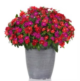 img-1: Катарантус Пацифика Микс Болд [1000 шт] - ООО «Семена Тут»