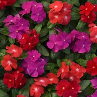 img-0: Катарантус Пацифика Микс Болд [1000 шт] - ООО «Семена Тут»