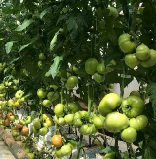 img-1: Томат Минерал F1 - ООО «Семена Тут»