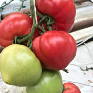 img-0: Томат Минерал F1 - ООО «Семена Тут»