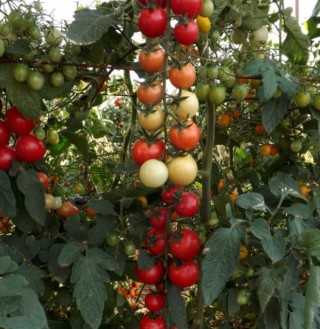 img-0: Томат Минтич F1 - ООО «Семена Тут»