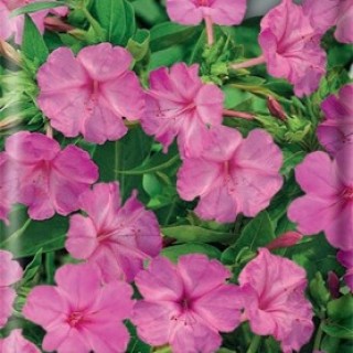 Мирабилис Розовый леденец - ООО «Семена Тут»