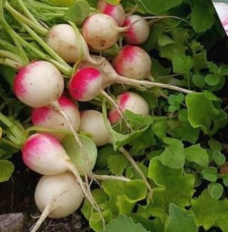 Редис Немо - ООО «Семена Тут»