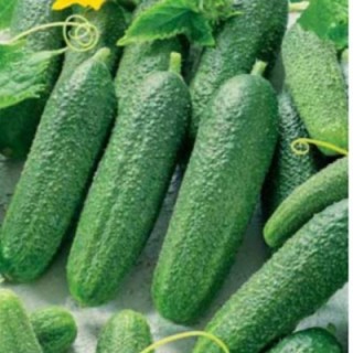 img-0: Огурец Перента F1 - ООО «Семена Тут»