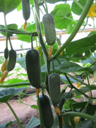 img-1: Огурец Моринга F1 - ООО «Семена Тут»