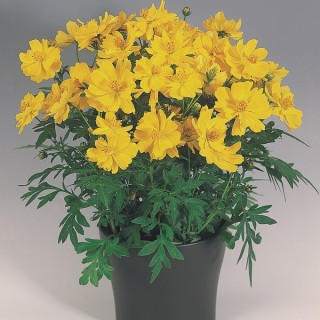 img-0: Космея серно-желтая Космик Еллоу [1000 шт] - ООО «Семена Тут»