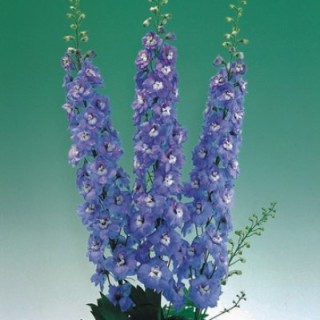 Дельфиниум высокий Аврора Лайт Блю [1000 шт] - ООО «Семена Тут»