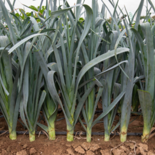 Лук порей Осло - ООО «Семена Тут»