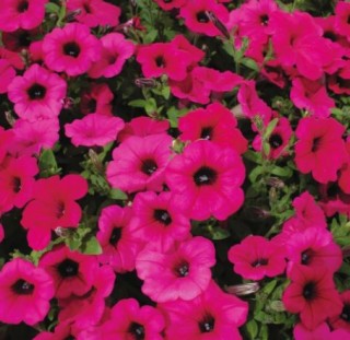 Петуния ампельная F1 Парпл Вельвет [1000 драже] - ООО «Семена Тут»