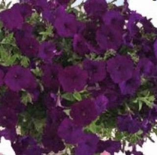 img-0: Петуния гибридная Пендолино Блю [1000 драже] - ООО «Семена Тут»