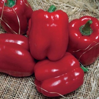 img-0: Перец Солист (инкруст. семена) - ООО «Семена Тут»