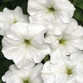 Петуния мультифлора Анжелика [1000 драже] - ООО «Семена Тут»