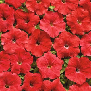 Петуния мультифлора Марика [1000 драже] - ООО «Семена Тут»