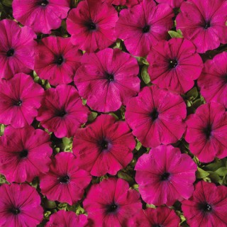 Петуния мультифлора Сильвия [1000 драже] - ООО «Семена Тут»