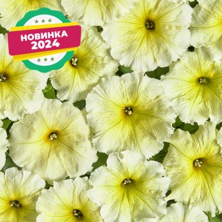 Петуния мультифлора Береника [1000 драже] - ООО «Семена Тут»