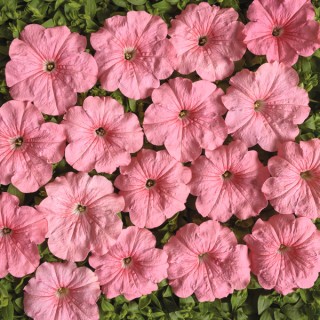 Петуния мультифлора Иветта [1000 драже] - ООО «Семена Тут»