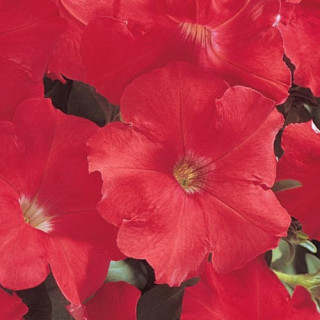 Петуния мультифлора Карпет Брайт Ред [100 драже] - ООО «Семена Тут»