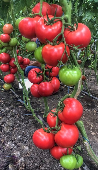 img-1: Томат Пинк Хит F1 - ООО «Семена Тут»