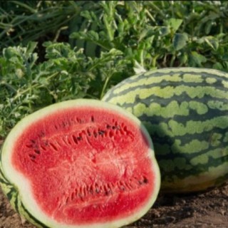 Арбуз Поларис F1 - ООО «Семена Тут»