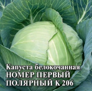Капуста белокочанная Номер первый Полярный К206 - ООО «Семена Тут»