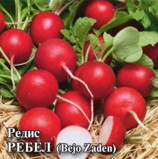 img-1: Редис Ребел - ООО «Семена Тут»
